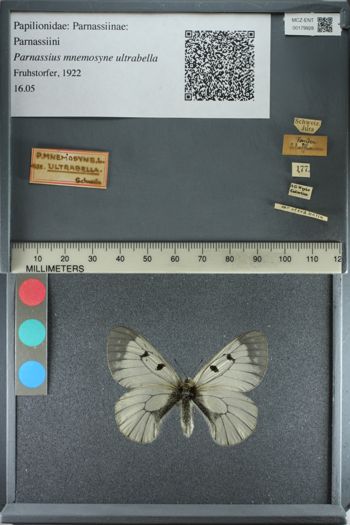 Media type: image;   Entomology 179928